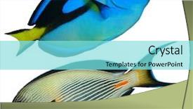  Presentation with tropical reef fish - Amazing PPT theme having stripe bottom - tropical reef fish backdrop and a  colored foreground