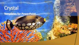  Presentation with fish aquarium - Slides featuring stripe bottom - tropical sea fish in aquarium background and a  colored foreground