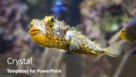  Presentation with keel billed toucan also known - Amazing presentation having striped-burrfish-chilomycterus-schoepfi backdrop and a tawny brown colored foreground