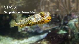  Presentation with keel billed toucan also known - PPT theme with striped-burrfish-chilomycterus-schoepfi background and a tawny brown colored foreground