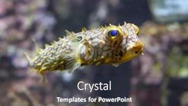  Presentation with keel billed toucan also known - PPT layouts featuring striped-burrfish-chilomycterus-schoepfi background and a tawny brown colored foreground