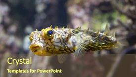  Presentation with keel billed toucan also known - Beautiful PPT theme featuring striped-burrfish-chilomycterus-schoepfi backdrop and a tawny brown colored foreground