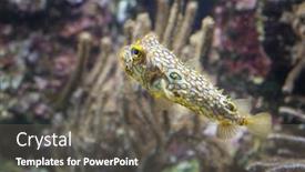  Presentation with keel billed toucan also known - Slides consisting of striped-burrfish-chilomycterus-schoepfi background and a gray colored foreground