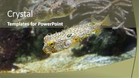  Presentation with keel billed toucan also known - Slides featuring striped-burrfish-chilomycterus-schoepfi background and a tawny brown colored foreground