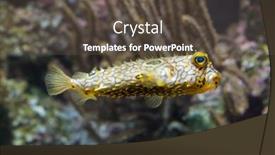  Presentation with keel billed toucan also known - Slide deck enhanced with striped-burrfish-chilomycterus-schoepfi background and a tawny brown colored foreground