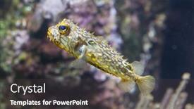  Presentation with keel billed toucan also known - PPT layouts featuring striped-burrfish-chilomycterus-schoepfi background and a dark gray colored foreground