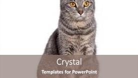  Presentation with cat - PPT theme consisting of striped-crossbreed-cat-yellow-eyed and a gray colored foreground