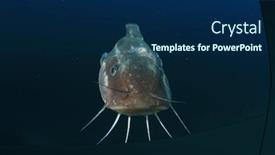  Presentation with catfish - Beautiful PPT theme featuring striped-eel-catfish-fish backdrop and a navy blue colored foreground