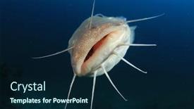  Presentation with catfish - Audience pleasing theme consisting of striped eel catfish fish backdrop and a navy blue colored foreground