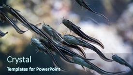  Presentation with catfish - Colorful PPT layouts enhanced with striped-eel-catfish-plotosus-lineatus backdrop and a navy blue colored foreground