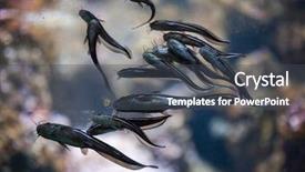  Presentation with catfish - Audience pleasing presentation theme consisting of striped eel catfish plotosus lineatus backdrop and a  colored foreground