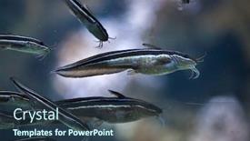  Presentation with catfish - Slides enhanced with striped-eel-catfish-plotosus-lineatus background and a tawny brown colored foreground
