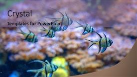  Presentation with fish aquarium - Theme enhanced with striped fish in aquarium closeup background and a coral colored foreground