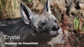  Presentation with animal - Presentation design consisting of striped-hyena-hyaena-hyaena-wild background and a dark gray colored foreground