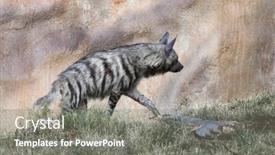  Presentation with animal - PPT layouts featuring striped-hyena-hyaena-hyaena-wild background and a gray colored foreground