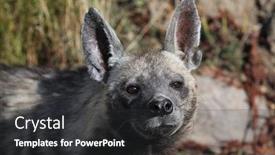  Presentation with underwater wild nature sea life - Slide set having striped-hyena-hyaena-hyaena-wild background and a dark gray colored foreground