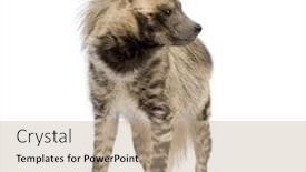  Presentation with background - Beautiful PPT theme featuring striped-hyena-in-front backdrop and a coral colored foreground