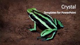  Presentation with poison - Theme enhanced with striped poison dart frog sitting on green leaf in amazon rain forest cute poisonous pet animal in terrarium background and a tawny brown colored foreground