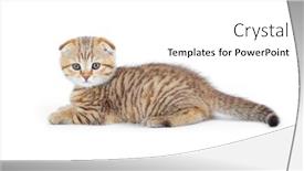  Presentation with fold - Amazing theme having striped scottish kitten fold pure breed lying isolated backdrop and a white colored foreground