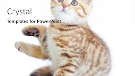  Presentation with fold - Beautiful slides featuring striped scottish kitten fold pure breed sitting isolated backdrop and a white colored foreground