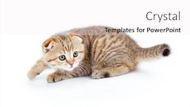  Presentation with fold - Theme with striped scottish kitten fold pure breed stalking isolated background and a white colored foreground