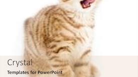  Presentation with fold - Presentation theme featuring striped scottish kitten fold pure breed asking for food isolated background and a coral colored foreground