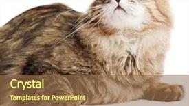  Presentation with siberian cat - Presentation theme with striped-siberian-cat-isolated background and a tawny brown colored foreground