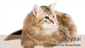  Presentation with siberian cat - Theme consisting of striped-siberian-cat-isolated background and a coral colored foreground