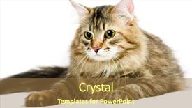  Presentation with siberian cat - Cool new presentation theme with striped siberian cat isolated on white background backdrop and a coral colored foreground