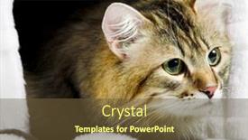  Presentation with siberian cat - Audience pleasing PPT layouts consisting of striped-siberian-cat backdrop and a tawny brown colored foreground
