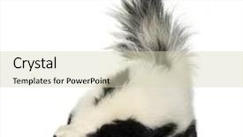  Presentation with background - Presentation theme featuring striped-skunk-mephitis-mephitis background and a soft green colored foreground