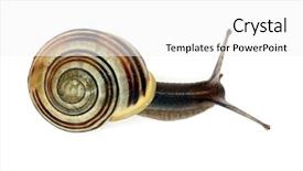  Presentation with black and white film strip - PPT theme with striped snail on white background background and a white colored foreground