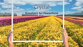  Presentation with rural tourism concept - Amazing slides having stripes-of-yellow-purple backdrop and a light blue colored foreground