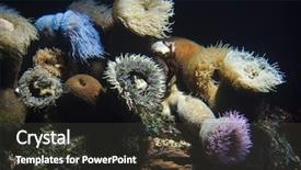  Presentation with aquarium sea anemone - Presentation consisting of stripped anemone anthothoe stimpsoni cape background and a dark gray colored foreground
