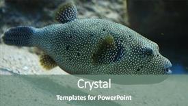  Presentation with puffer - Slide deck having stripped puffer arothron meleagris also background and a gray colored foreground