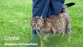 Presentation with gray - Slides enhanced with grey strips - gray cat rubbing against woman's background and a seafoam green colored foreground