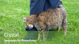  Presentation with grey strips - Colorful PPT theme enhanced with grey strips - gray cat rubbing against woman's backdrop and a seafoam green colored foreground