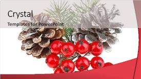  Presentation with olive tree branch ripe - PPT theme with strobiles and pine-tree branch background and a  colored foreground