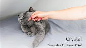  Presentation with pet - Audience pleasing slide deck consisting of stroke-and-pet-a-cat backdrop and a light gray colored foreground