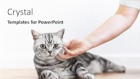  Presentation with british - Theme having stroking-a-kitten-british-shorthair background and a white colored foreground
