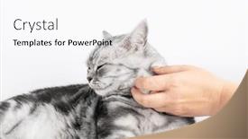  Presentation with british - Slide deck featuring stroking-a-kitten-british-shorthair background and a sky blue colored foreground