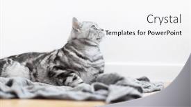  Presentation with british - Presentation design enhanced with stroking-a-kitten-british-shorthair background and a white colored foreground