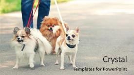  Presentation with dog park - Theme consisting of woman walking dogs in park background and a light gray colored foreground