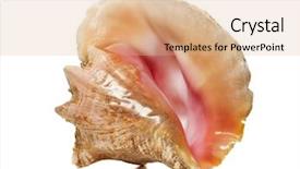  Presentation with snail - Presentation theme with strombus sea snail queen conch background and a coral colored foreground
