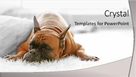  Presentation with boxer dog - PPT theme having strong faith - boxer dog lying background and a white colored foreground