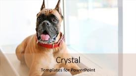  Presentation with boxer dog - Beautiful presentation featuring strong faith - boxer dog with pillow lying backdrop and a coral colored foreground