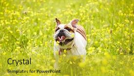 Presentation with yellow narcissus or daffodil flowers - Audience pleasing PPT layouts consisting of strong faith - british bulldog running in field backdrop and a yellow colored foreground