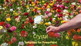  Presentation with strong - Audience pleasing slides consisting of strong-male-hand-rips backdrop and a tawny brown colored foreground