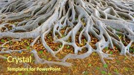  Presentation with tree roots - PPT theme featuring strong roots of old tree background and a tawny brown colored foreground