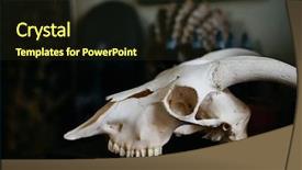  Presentation with skull - PPT layouts with strong skeleton - bull skull on the table background and a wine colored foreground